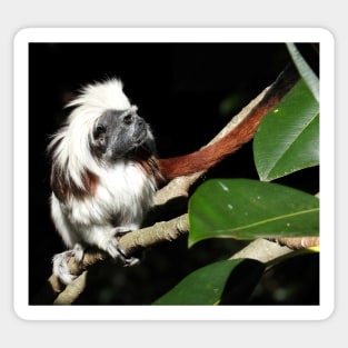 Cotton-top Tamarin Sticker